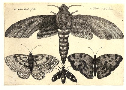 Wenceslas Hollar - Moth and three butterflies (State 1)