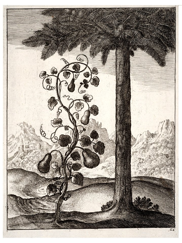 Wenceslas Hollar - The gourd and the pine 2