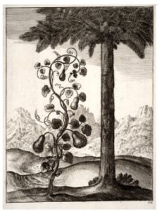 Wenceslas Hollar - The gourd and the pine 2
