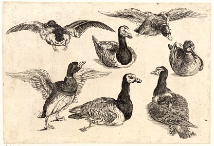 Wenceslas Hollar - Seven ducks. Free illustration for personal and commercial use.