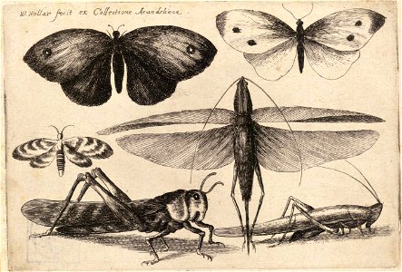 Wenceslas Hollar - Six insects (State 1)
