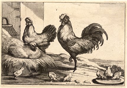Wenceslas Hollar - The cock. Free illustration for personal and commercial use.