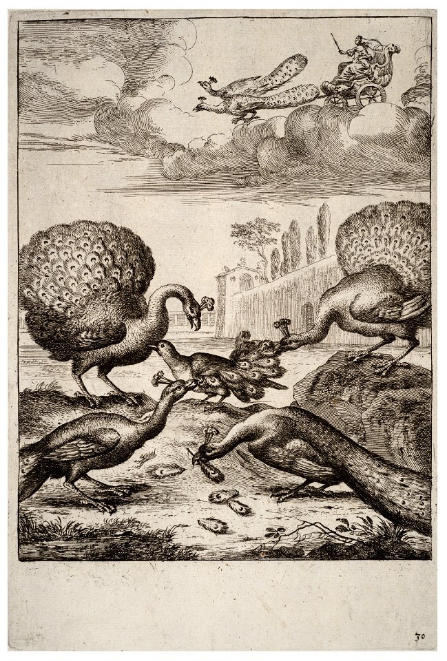 Wenceslas Hollar - The jay and the peacocks
