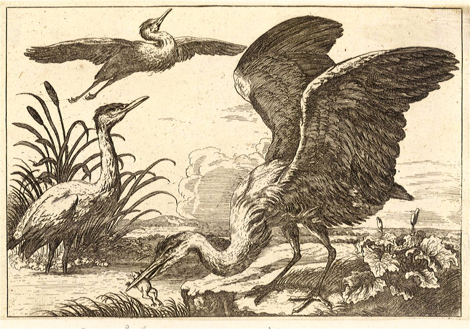 Wenceslas Hollar - Three herons
