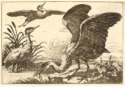 Wenceslas Hollar - Three herons. Free illustration for personal and commercial use.