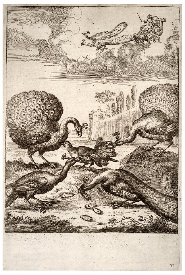 Wenceslas Hollar - The jay and the peacocks 2