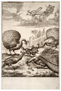 Wenceslas Hollar - The jay and the peacocks 2