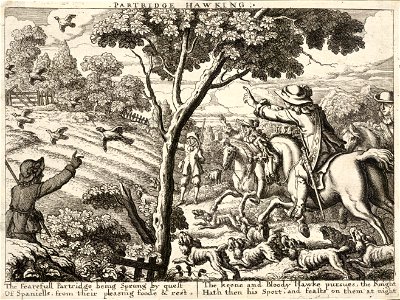 Wenceslas Hollar - Partridge hawking. Free illustration for personal and commercial use.