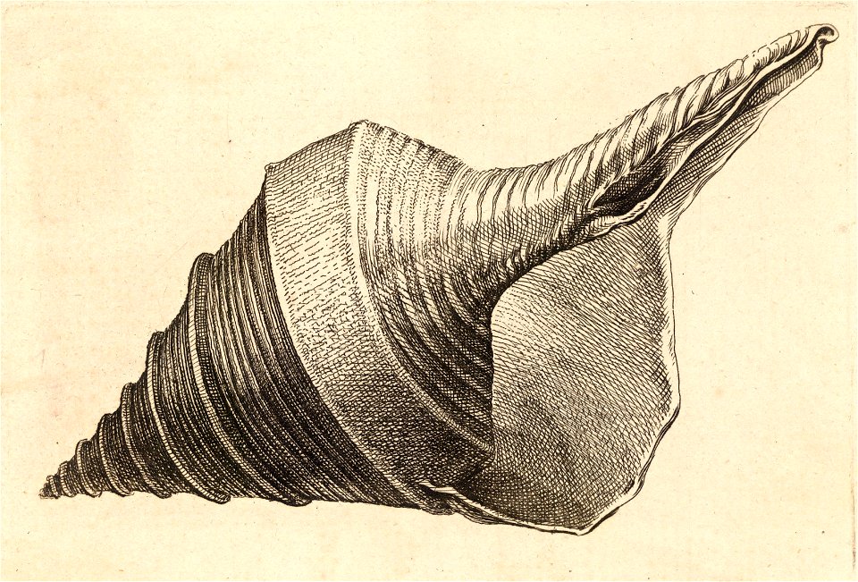 Wenceslas Hollar - Syrinx aruanus