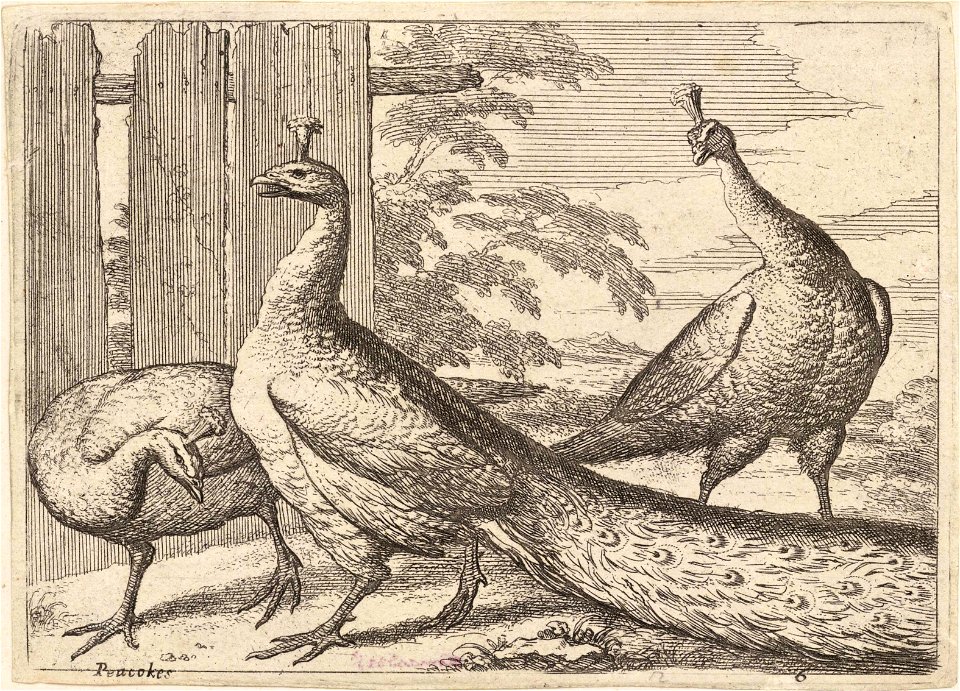 Wenceslas Hollar - Peacocks