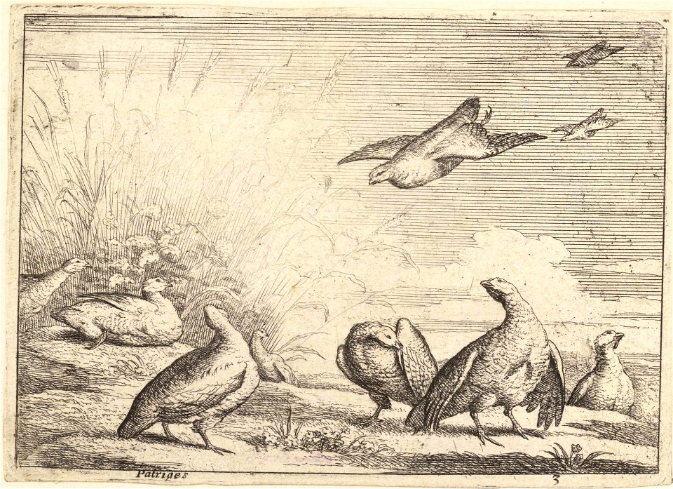 Wenceslas Hollar - Partridges