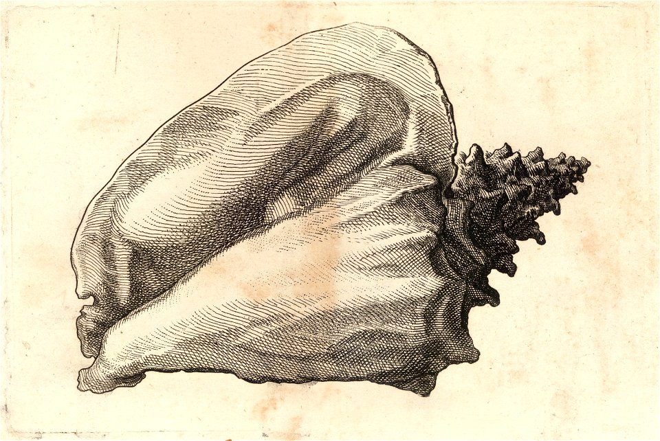 Wenceslas Hollar - Strombus gigas