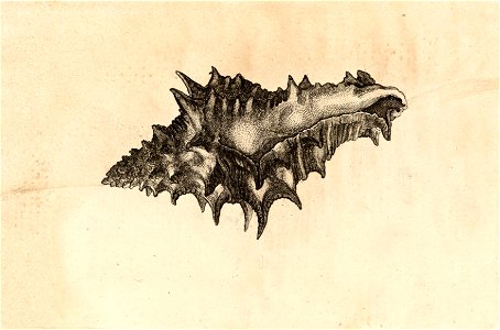 Wenceslas Hollar - Vasum ceramicum