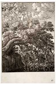 Wenceslas Hollar - The oak and the reed (State 1)