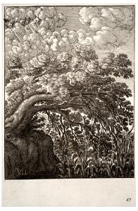 Wenceslas Hollar - The oak and the reed (State 1). Free illustration for personal and commercial use.