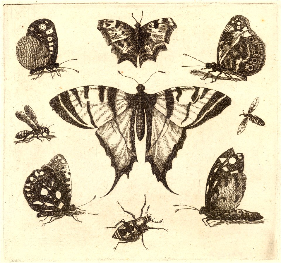 Wenceslas Hollar - Swallow-tailed butterfly and eight other insects