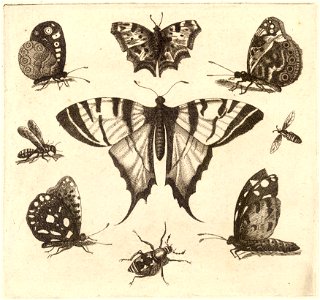 Wenceslas Hollar - Swallow-tailed butterfly and eight other insects