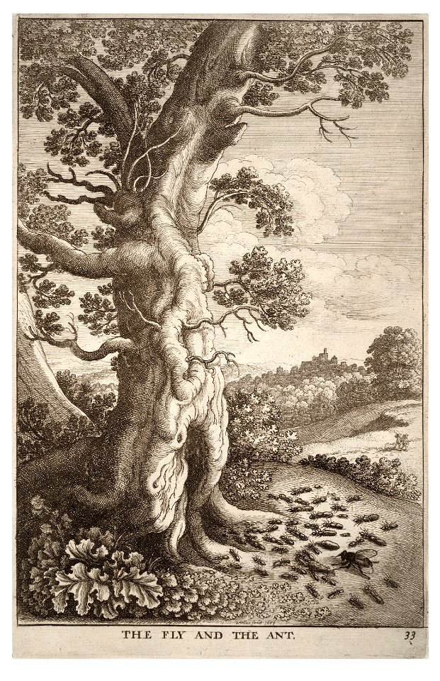 Wenceslas Hollar - The fly and the ant