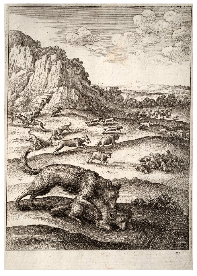 Wenceslas Hollar - The wolves and the sheep