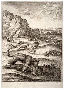 Wenceslas Hollar - The wolves and the sheep