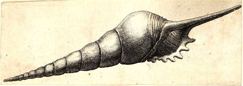 Wenceslas Hollar - Tibia fusus