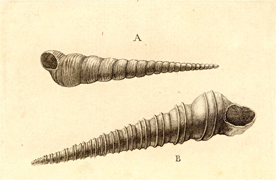 Wenceslas Hollar - Turritella terebra