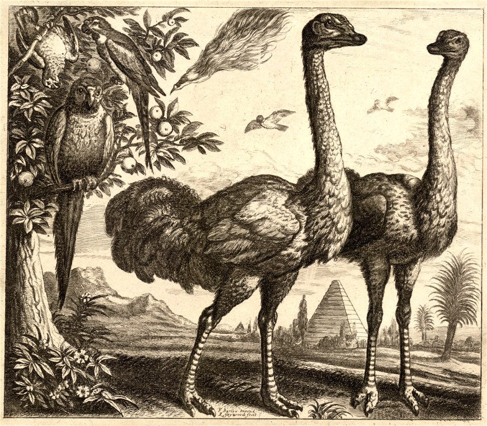 Wenceslas Hollar - Two ostriches