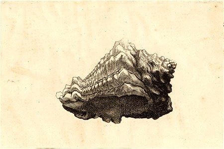 Wenceslas Hollar - Vasum muricatum Born