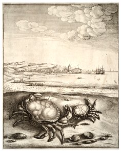 Wenceslas Hollar - The crab and its mother (State 1). Free illustration for personal and commercial use.