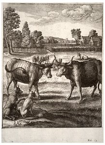 Wenceslas Hollar - The ox and the steer (State 2)