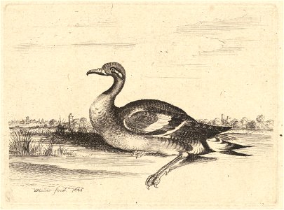 Wenceslas Hollar - Water fowl. Free illustration for personal and commercial use.