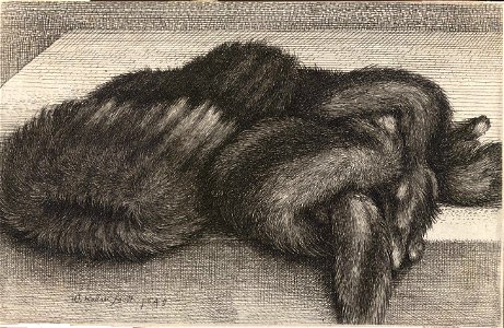Wenceslas Hollar - Striped fur muff (State 2)