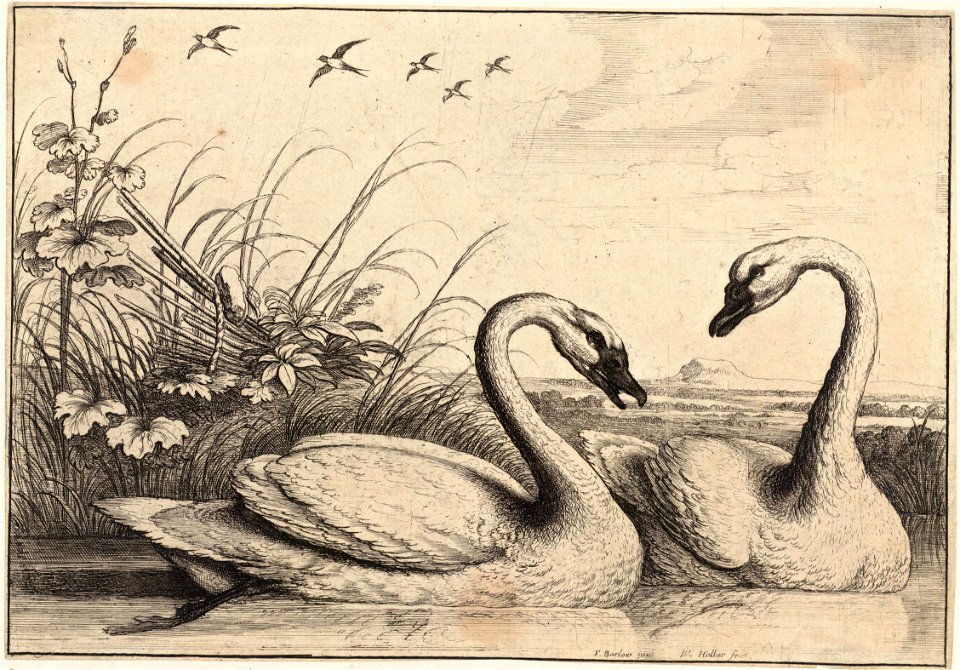 Wenceslas Hollar - Two swans (State 1)