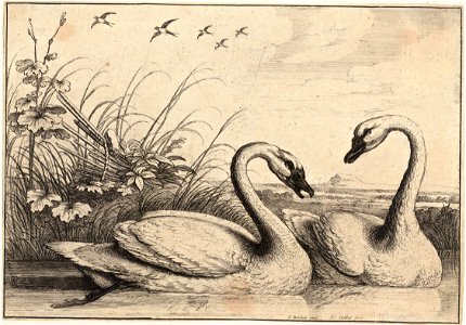 Wenceslas Hollar - Two swans (State 1)