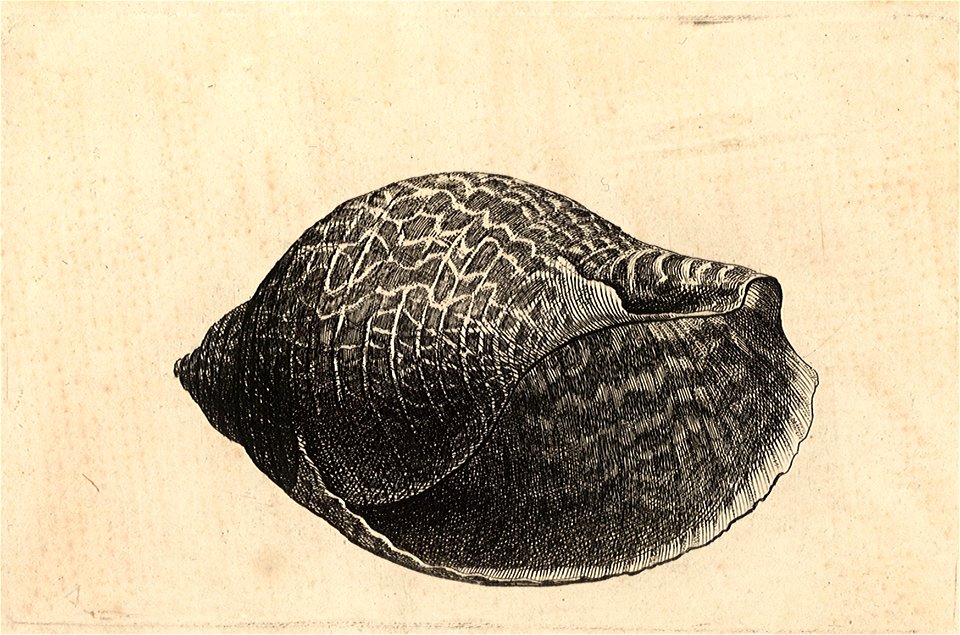 Wenceslas Hollar - Tonna perdix