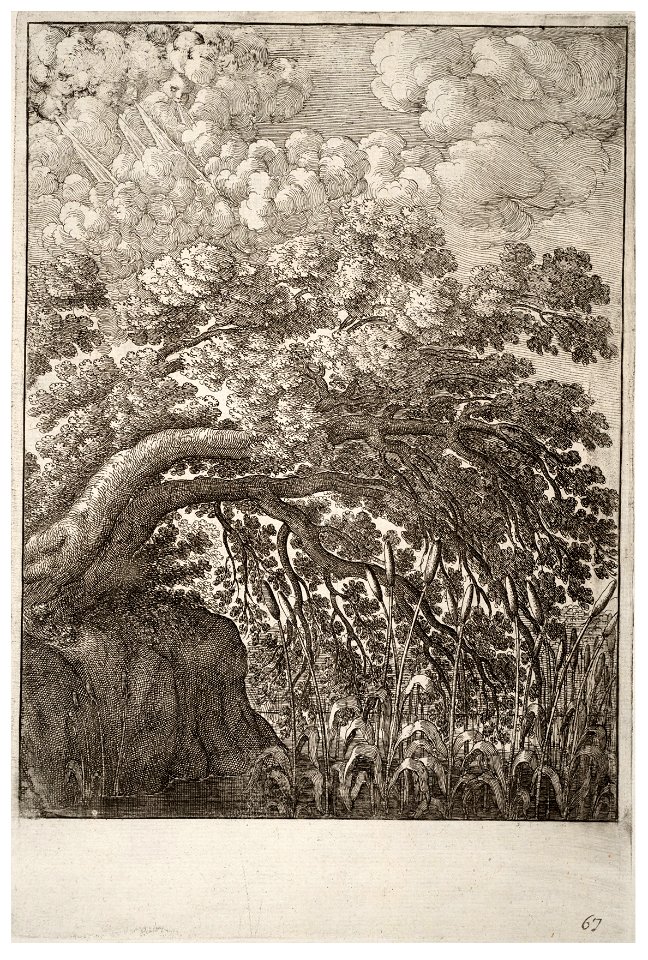 Wenceslas Hollar - The oak and the reed (State 2)