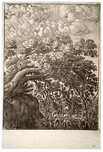 Wenceslas Hollar - The oak and the reed (State 2). Free illustration for personal and commercial use.