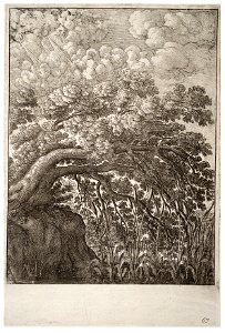 Wenceslas Hollar - The oak and the reed (State 2)