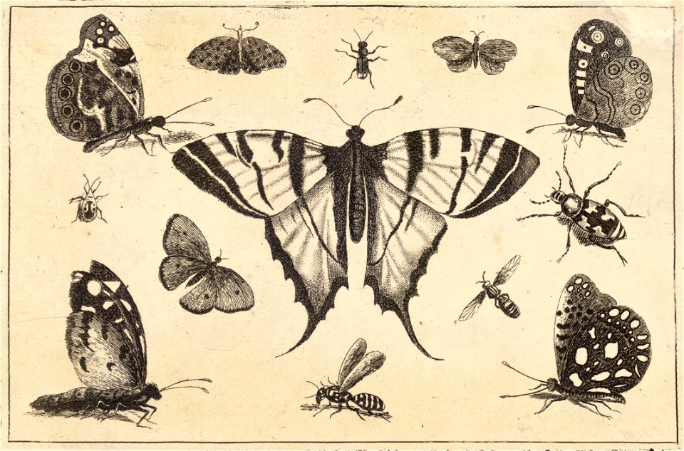 Wenceslas Hollar - Swallow-tailed butterfly and twelve other insects