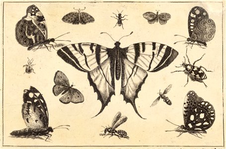 Wenceslas Hollar - Swallow-tailed butterfly and twelve other insects