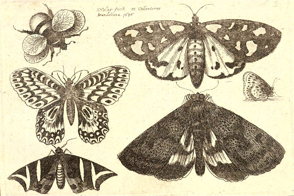Wenceslas Hollar - Three moths, two butterflies, and a bumble bee (State 3)