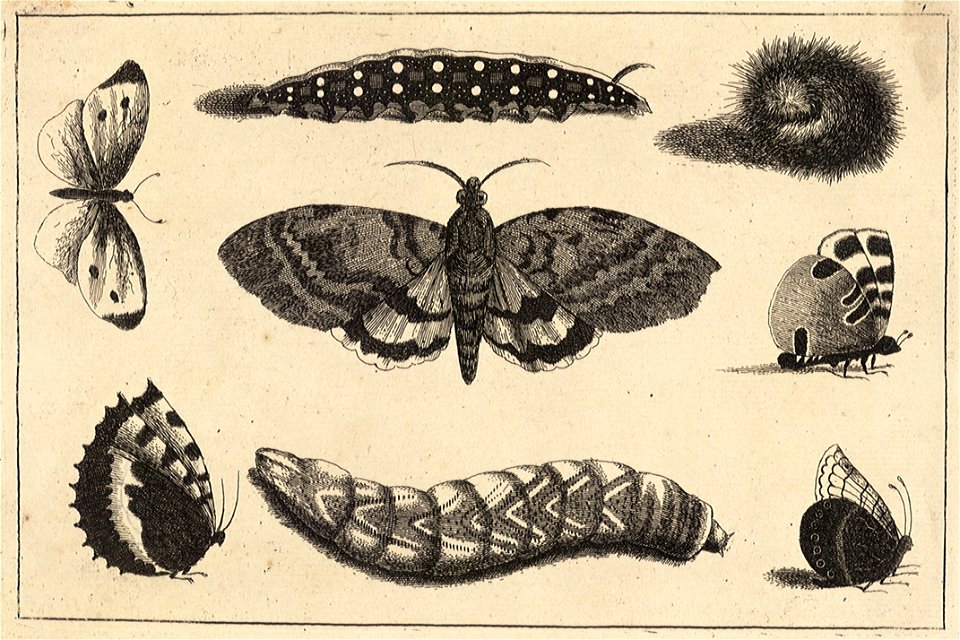 Wenceslas Hollar - Three caterpillars, a moth and four butterflies
