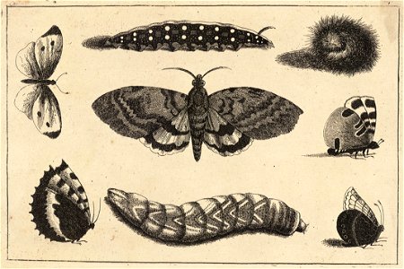 Wenceslas Hollar - Three caterpillars, a moth and four butterflies