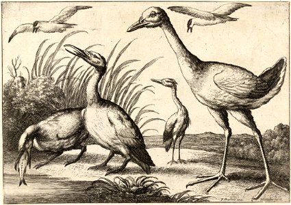 Wenceslas Hollar - Water-birds (State 1). Free illustration for personal and commercial use.
