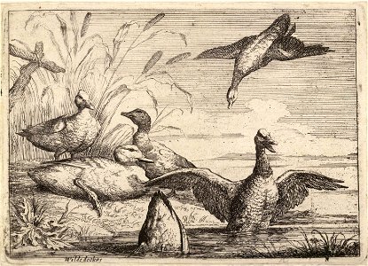 Wenceslas Hollar - Wild ducks. Free illustration for personal and commercial use.