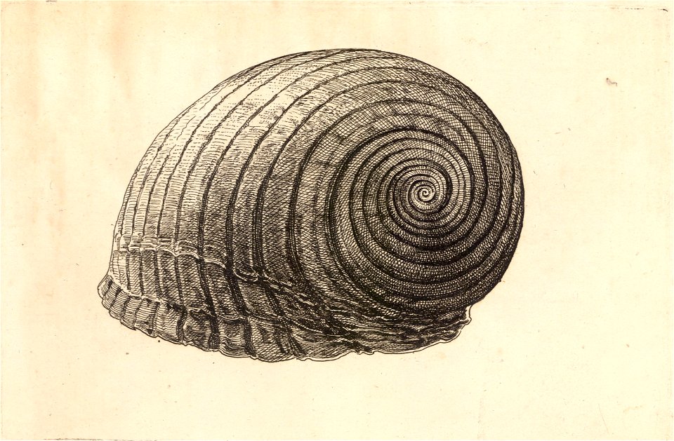 Wenceslas Hollar - Tonna galea