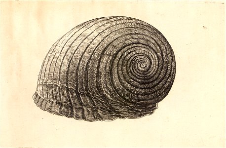 Wenceslas Hollar - Tonna galea