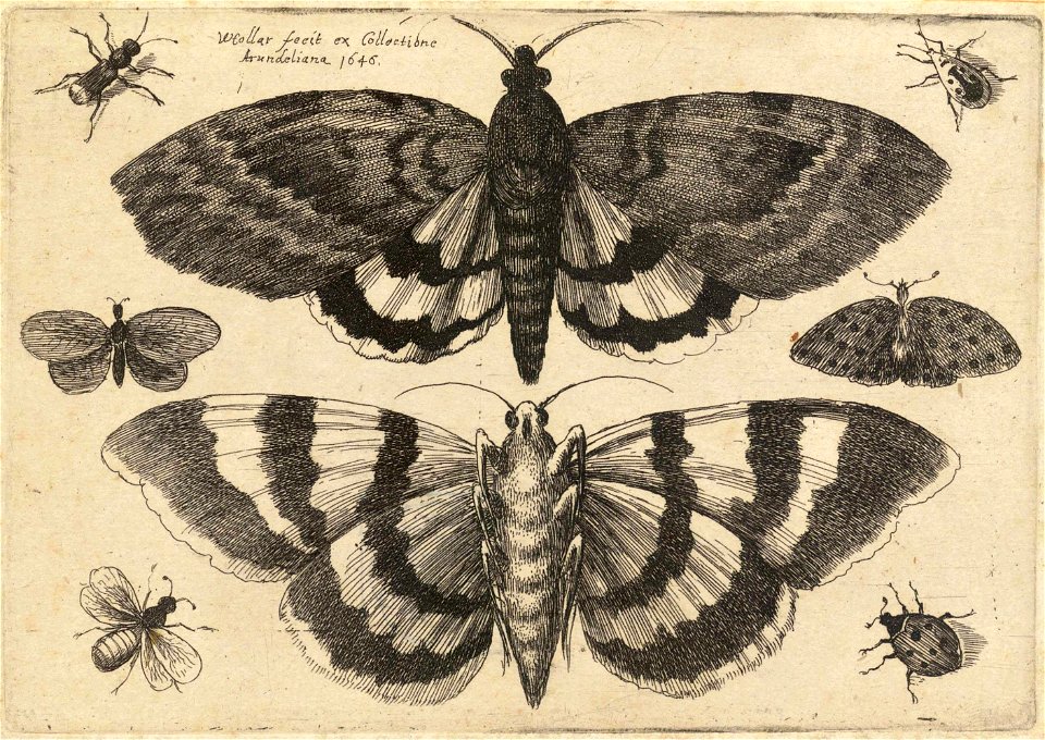 Wenceslas Hollar - Two moths and six insects (State 1)