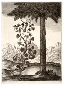 Wenceslas Hollar - The gourd and the pine