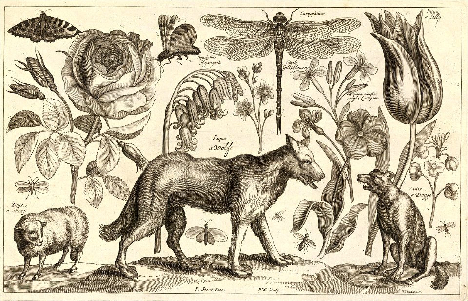 Wenceslas Hollar - Wolf. Free illustration for personal and commercial use.